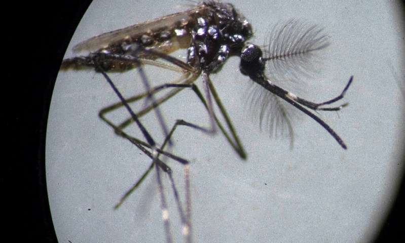 Rising dengue cases in Singapore