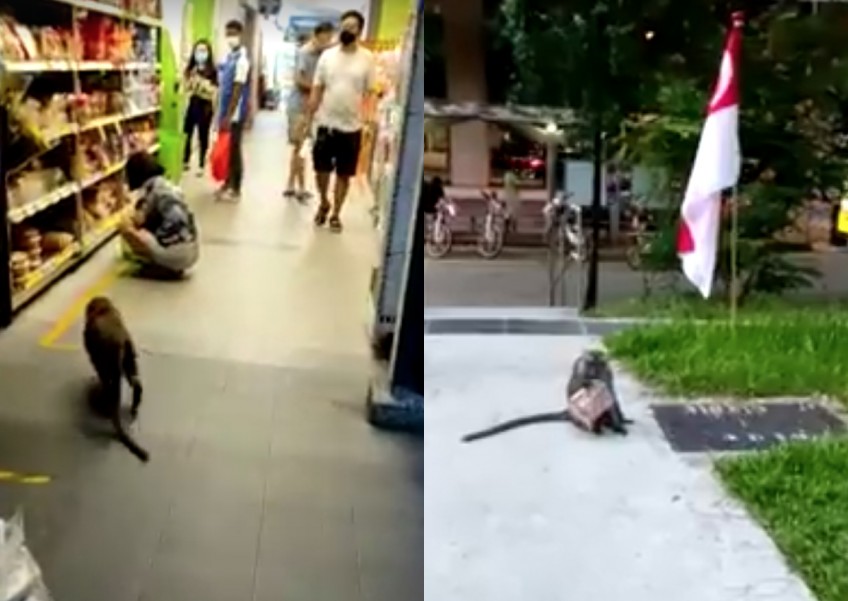Monkey pulls off daring heist at Sheng Siong outlet