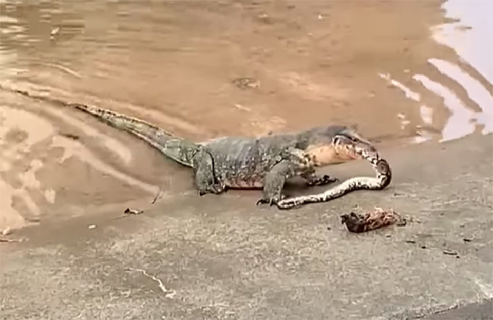 Singapore Monitor lizard eats python