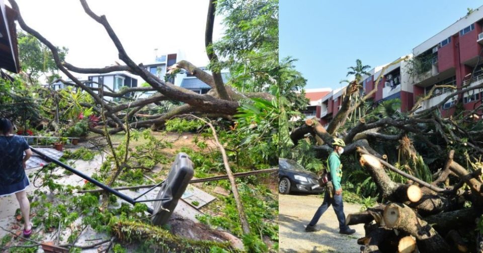 Bukit Timah tree fall