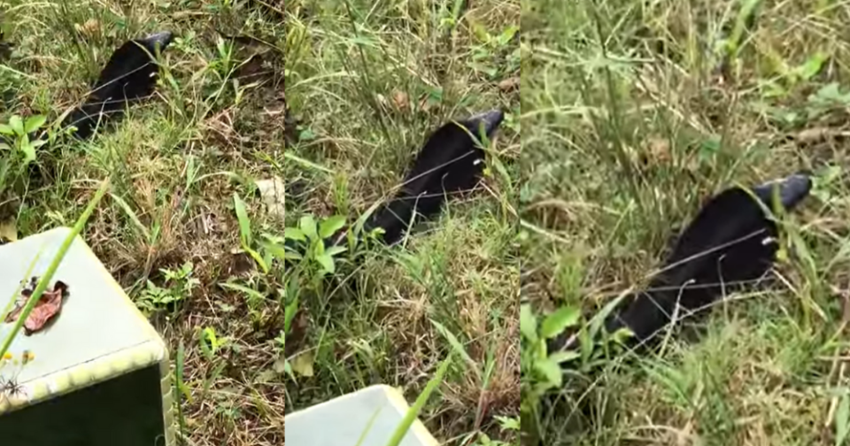 NParks receives 200 reports cobra sightings