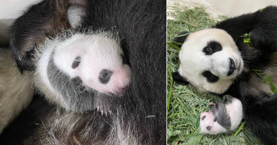 panda cub revealed boy
