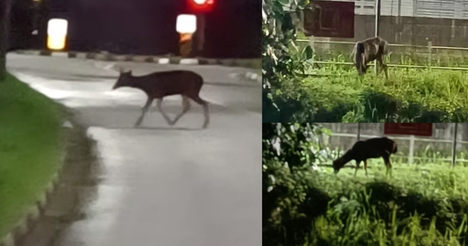 sambar-deer-crossing-road