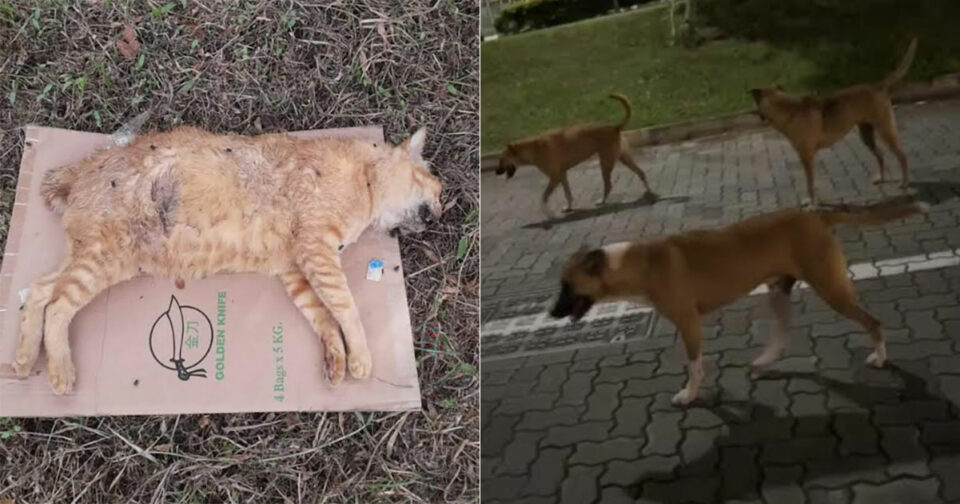 dogs-attack-kill-cats-amk-hougang-seletar/