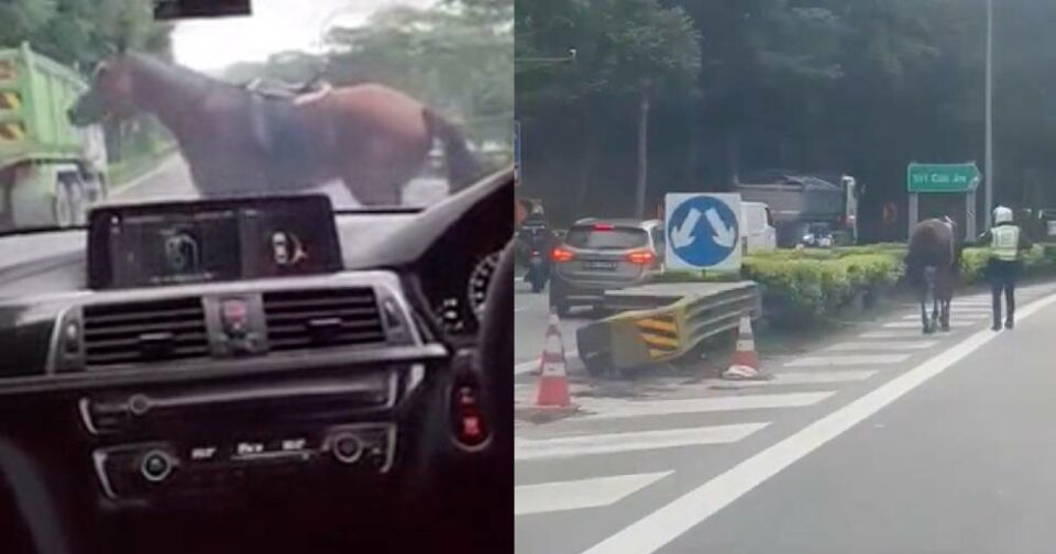 horse spotted trotting along cars on BKE