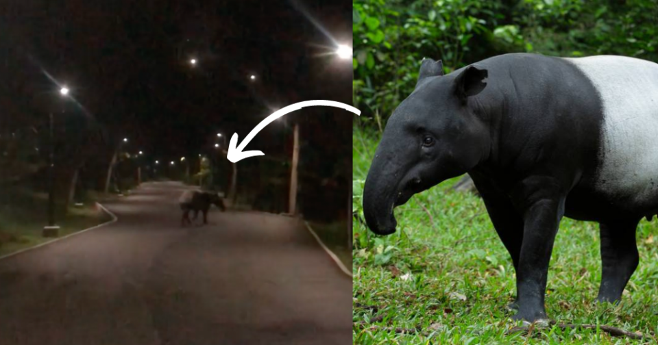 Malayan tapir spore