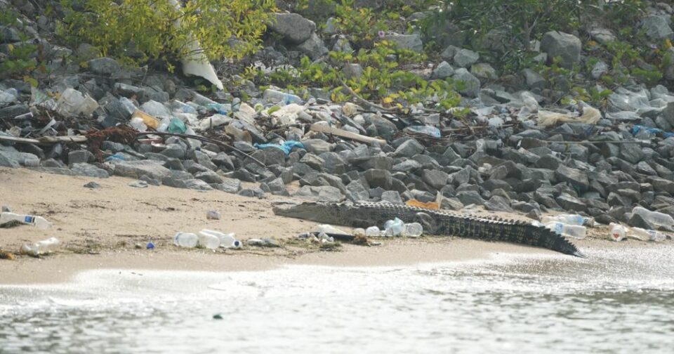 crocodile-marina-east-drive