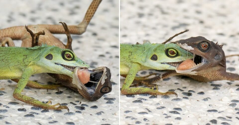 green-crested-lizards-sungei-buloh-fight