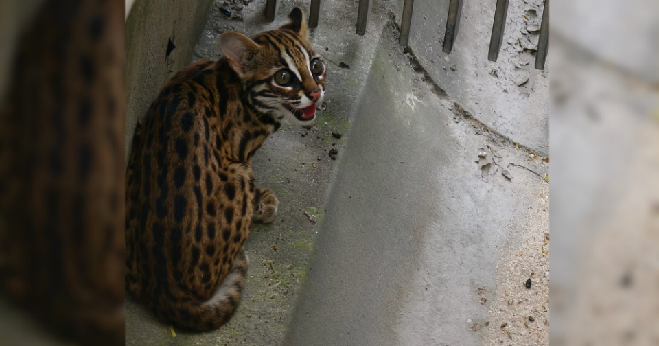 endangered leopard-cat-changi